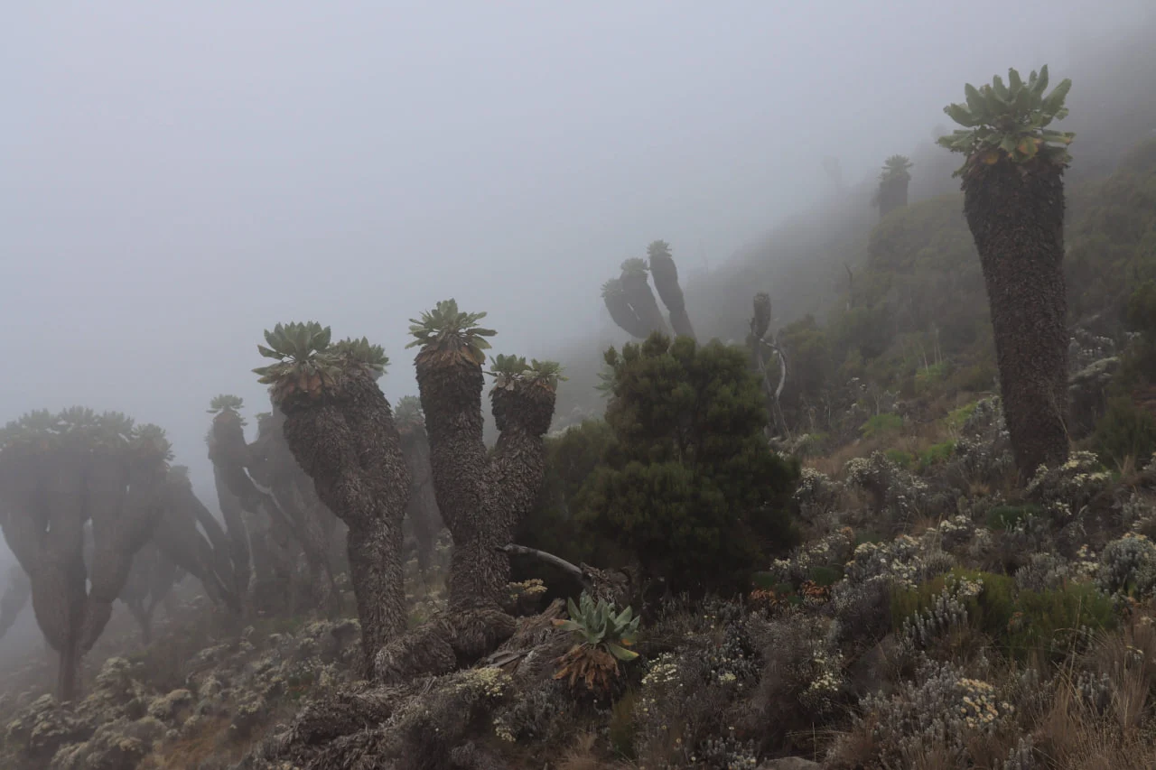 Du kan se kjempe-Senecio på den mest landskapsrike Kilimanjaro-ruten, Lemosho, og på andre ruter i sør og vest