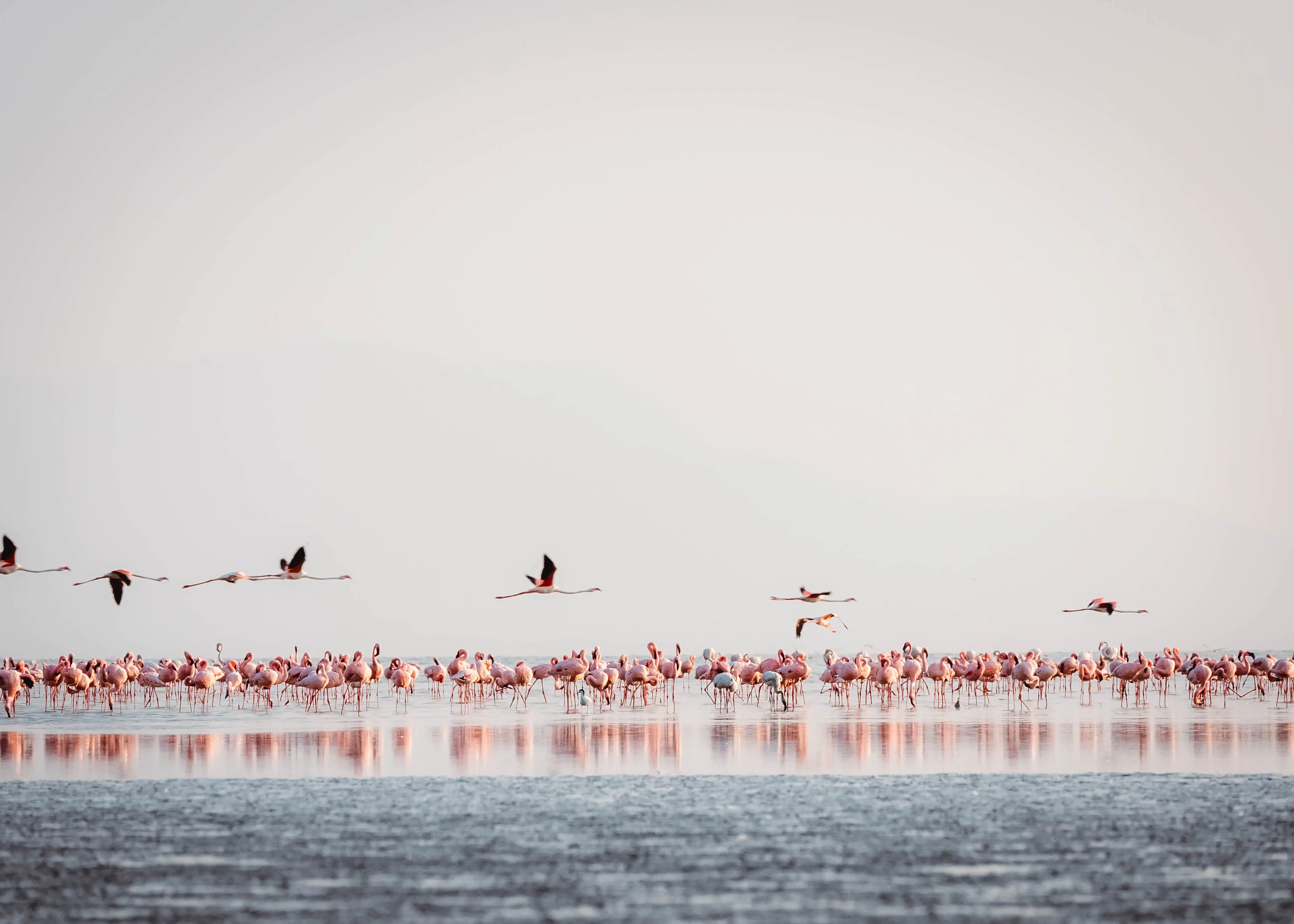 Natron-sjøen – hekkested for dvergflamingoer. Foto: Altezza Travel-arkiv