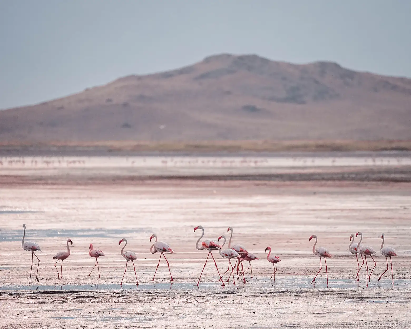 Flamingoer ved bredden av Natron-sjøen. Foto: Altezza Travel-arkiv