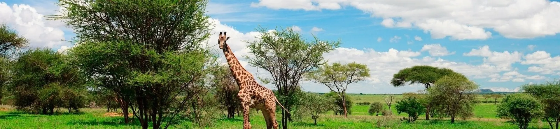 Arusha nasjonalpark