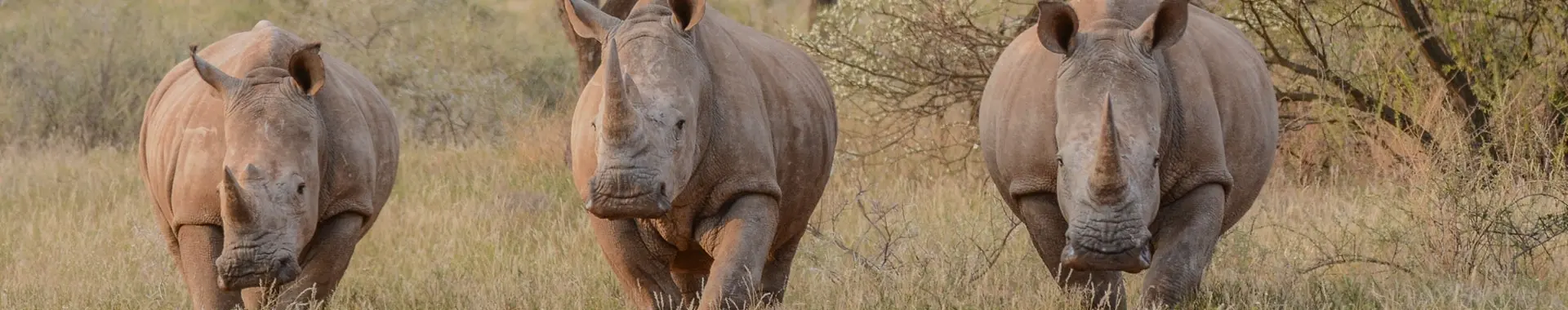 Afrikansk neshorn