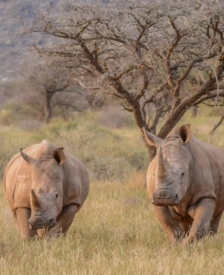Mkomazi nasjonalpark