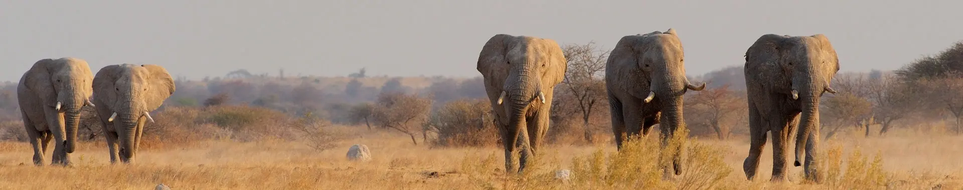 Afrikansk elefant