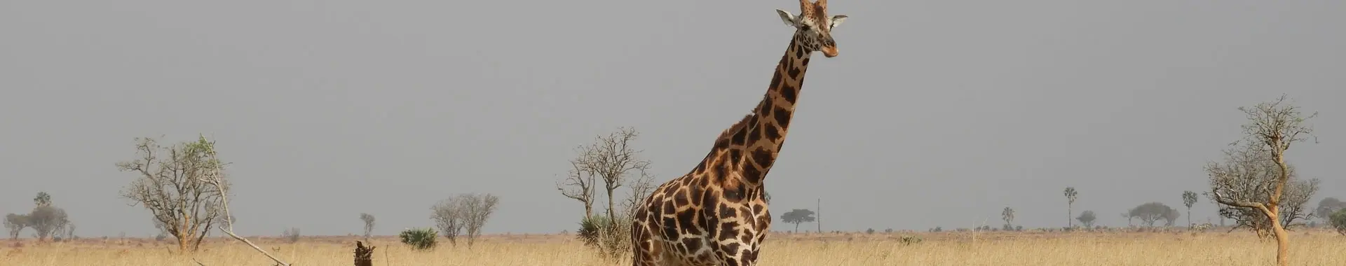 Afrikansk sjiraff
