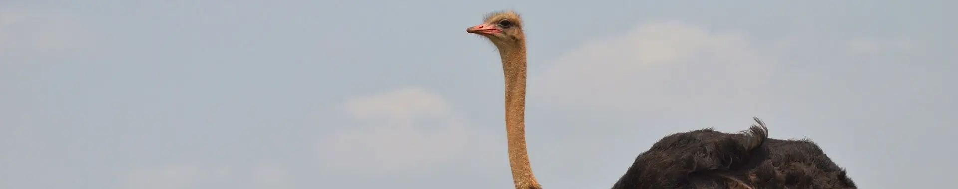 Afrikansk struts