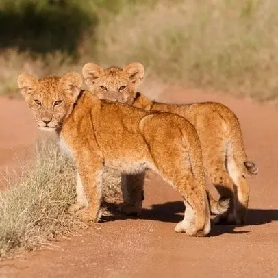 Løve