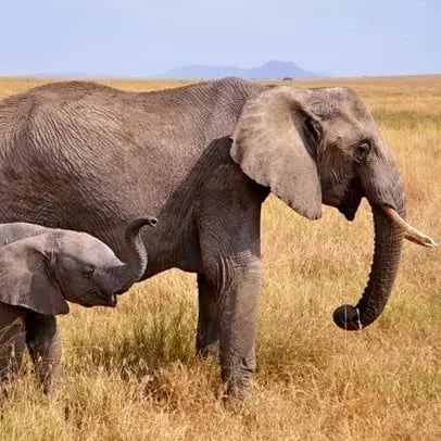 Elefant