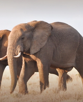 Tarangire nasjonalpark