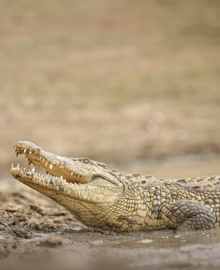 Ruaha nasjonalpark