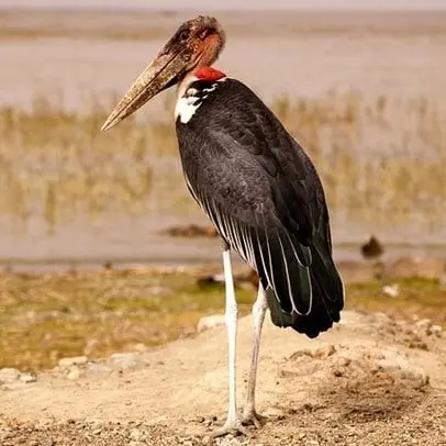 Marabustork