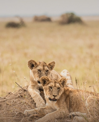 Nyerere nasjonalpark (Selous)