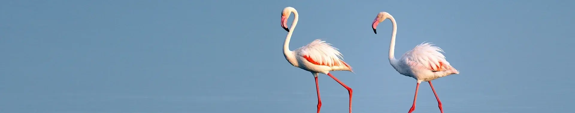 Afrikansk flamingo