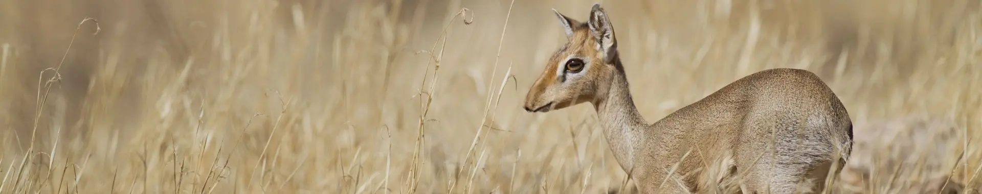 Afrikansk dik-dik-antilope