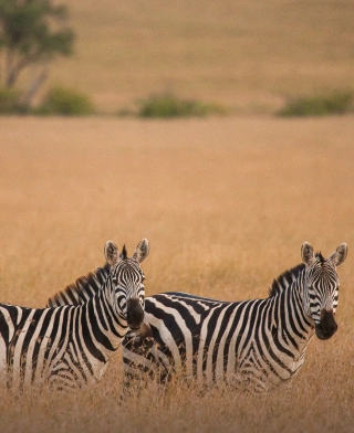 Arusha nasjonalpark