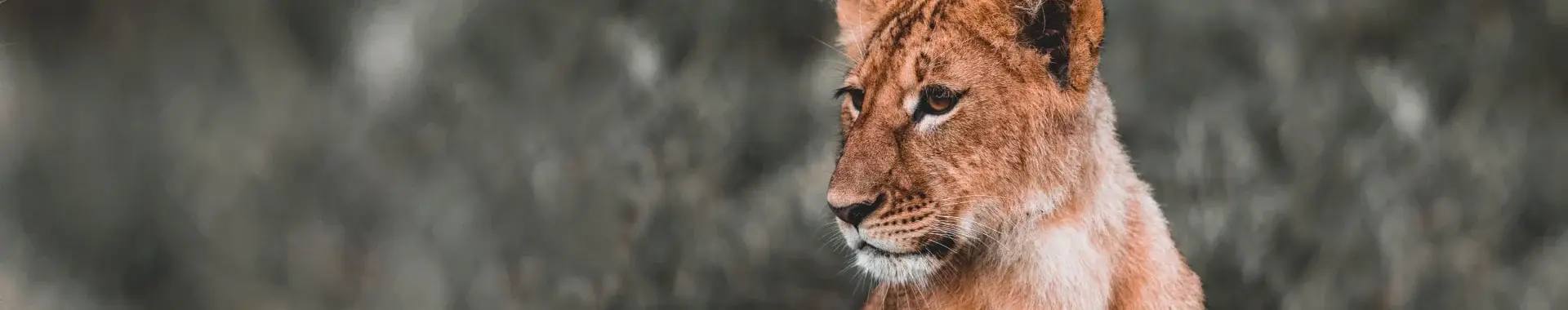 Ruaha nasjonalpark